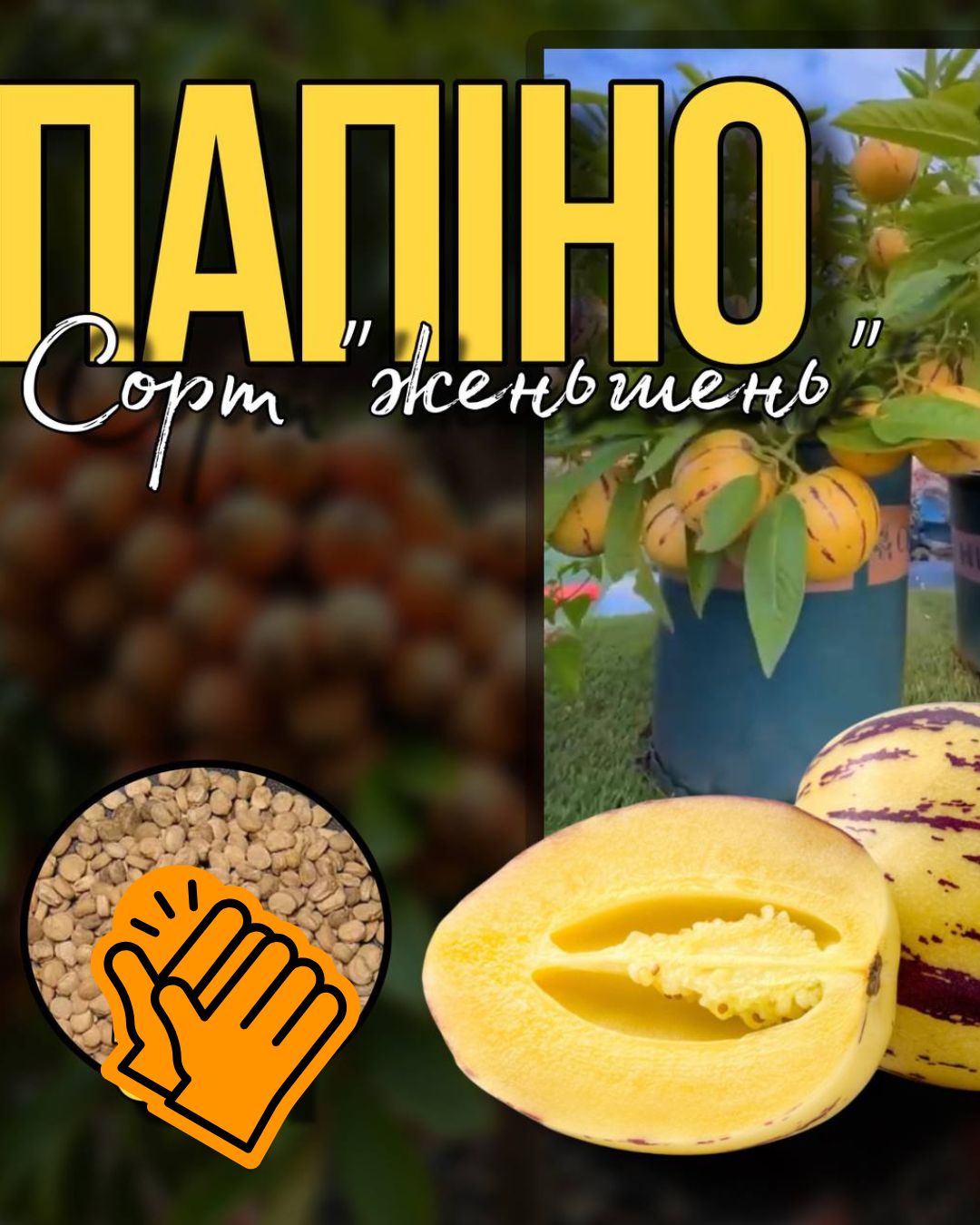 НАСІННЯ СОКОВИТОГО ЖЕНЬШЕНЮ