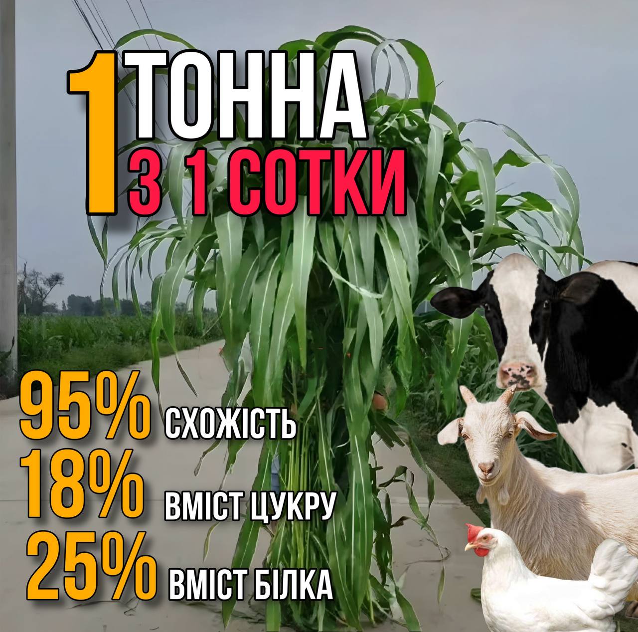 НАСІННЯ ІМПОРТНОГО СОРТУ КОРМОВОЇ ТРАВИ