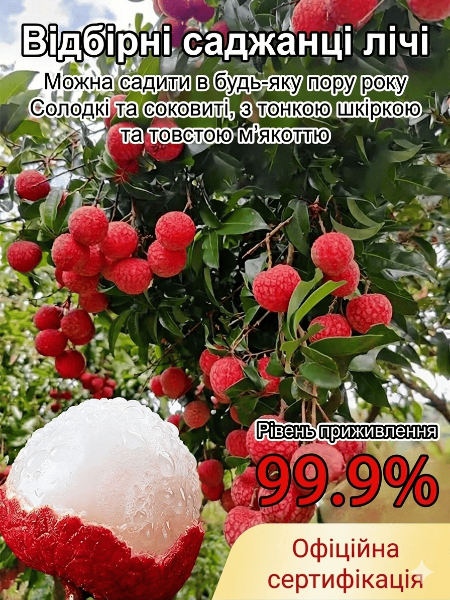 Сорт лічі, який можна вирощувати по всьому світу!